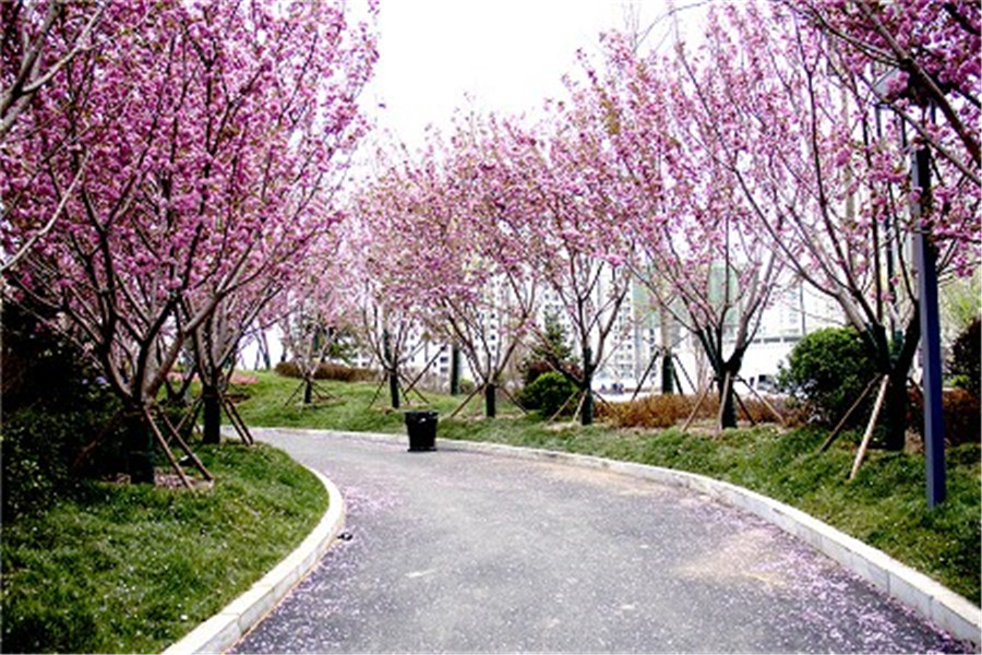 櫻花大道(河南省鶴壁市櫻花大道——華夏南路)