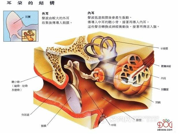 狗(小狗（動物）)