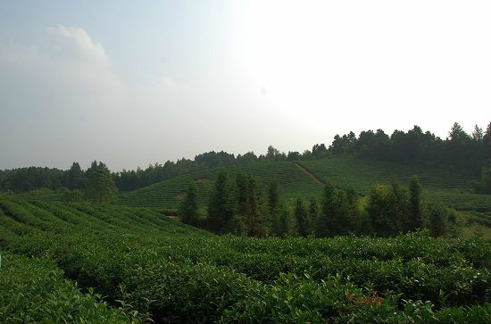 丘陵山地林木