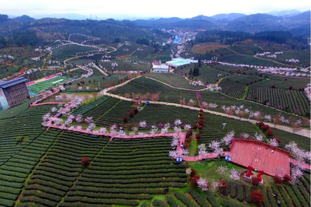 松煙二龍茶體旅園區