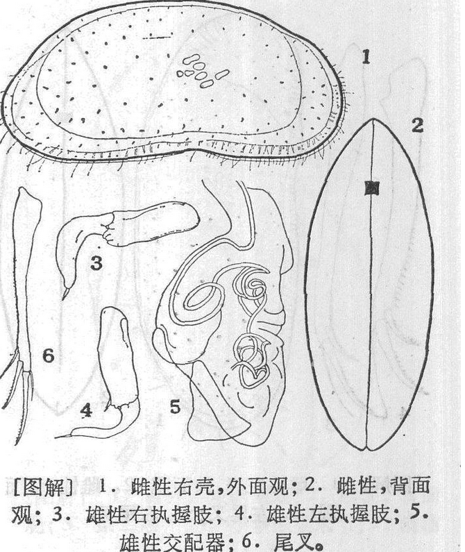 西藏龜狀介蟲