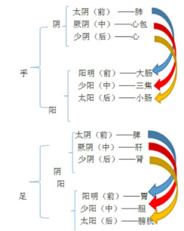 十二經絡位置與表里關係