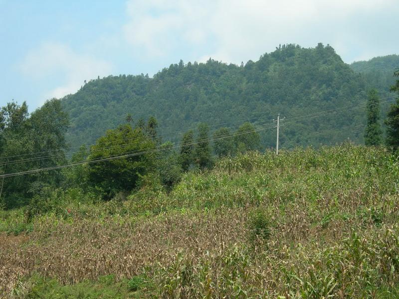 毛草自然村玉米地