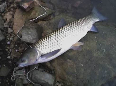 漳河水庫草魚