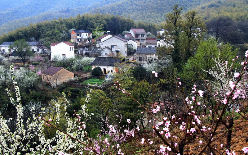 回山村(浙江紹興市新昌縣回山鎮下轄村)