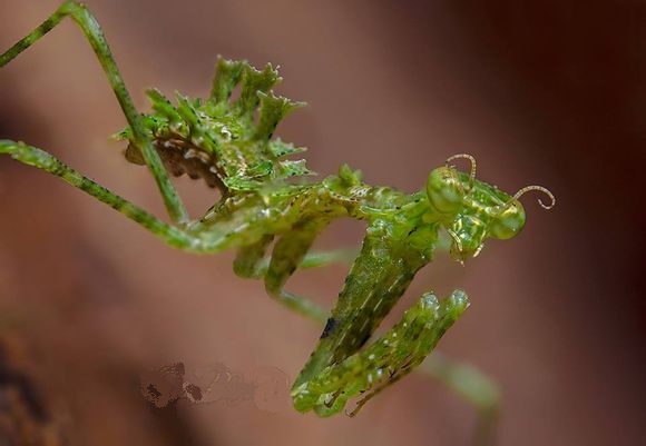 苔蘚螳螂