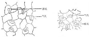 水蔓菁葉表皮