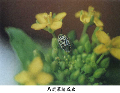 巴楚菜蝽