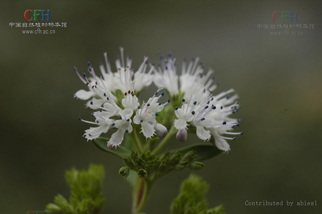 粘葉蕕