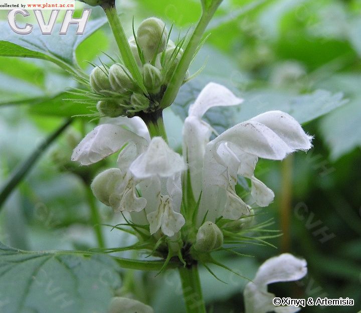 硬毛野芝麻