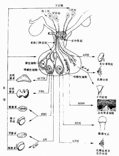 甲孕環酯