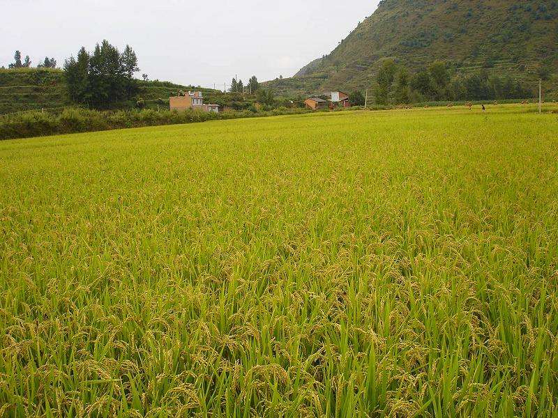 大山腳村(雲南宣威市龍潭鎮下轄村)