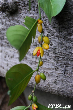 球花腳骨脆 Casearia glomerata