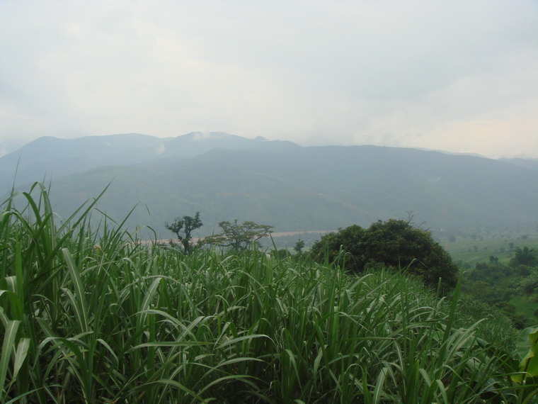 曼勤村山林