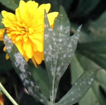 菊花白粉病