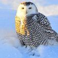 北極女王——雪鴞