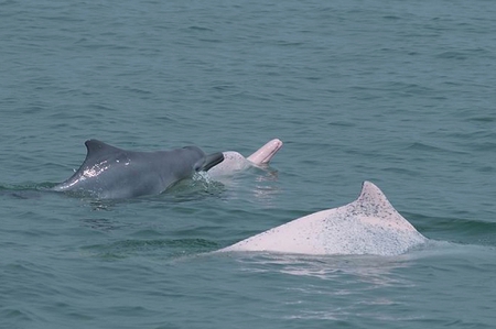 珠江口保護區中華白海豚（2）