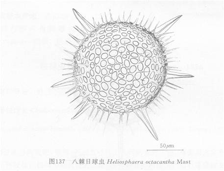 八棘日球蟲