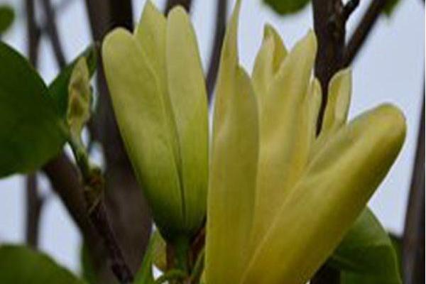 Magnolia \x27Sunspire\x27