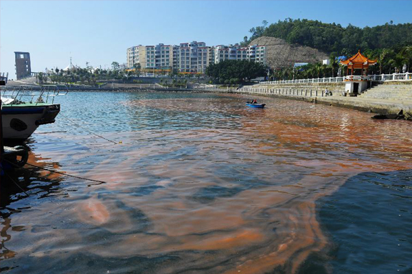 深圳南澳海面現較大面積夜光藻赤潮