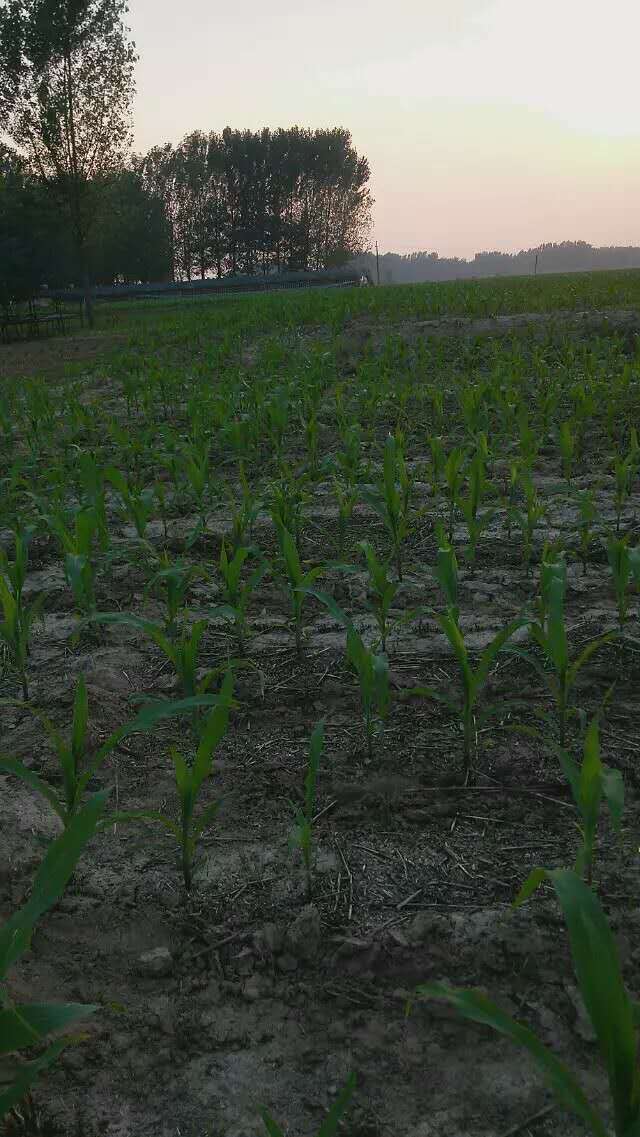 賈海村