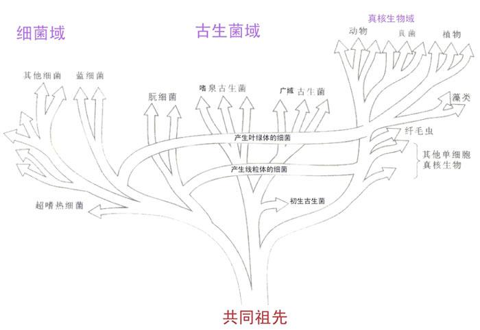 三域系統