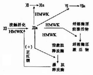 血漿凝血因子Ⅱ抗原