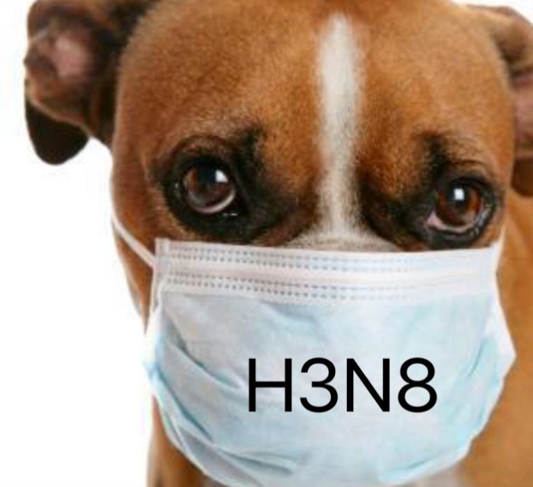 H3N8狗流感