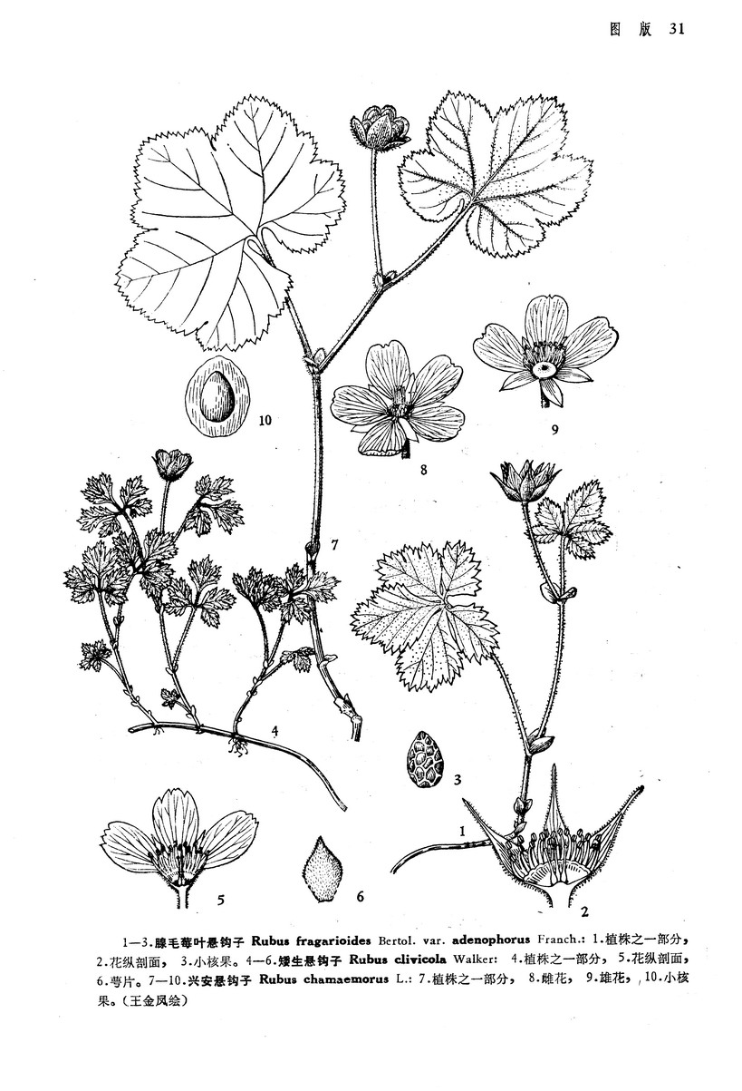 中國植物志原版墨線圖