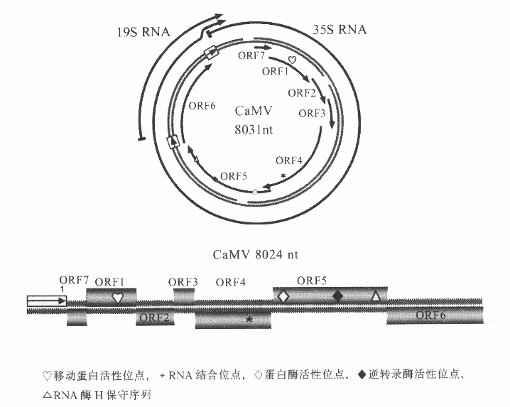 花椰菜花葉病毒屬病毒的基因組極其產物