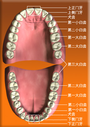 恆齒