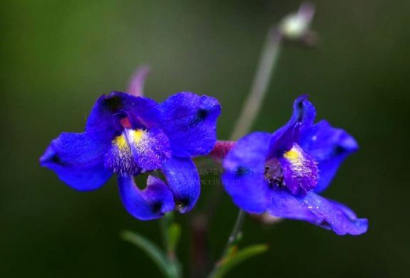 滇川翠雀花