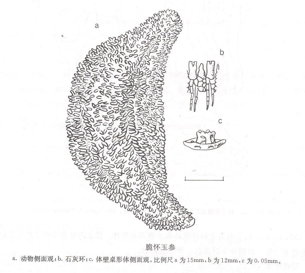 脆懷玉參