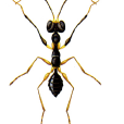 山單爪螯蜂