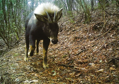 烏岩嶺自然保護區野生動物