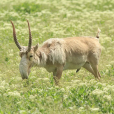 高鼻羚羊(Saiga)