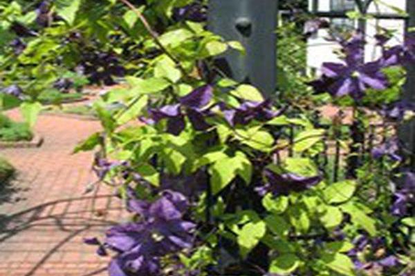 Clematis \x27Evipo032\x27 GALORE