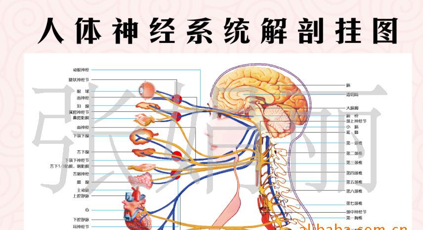 神經系統人體解剖掛圖