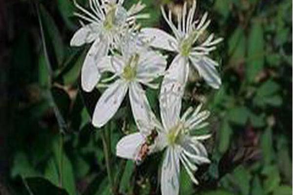 Clematis recta \x27Purpurea\x27