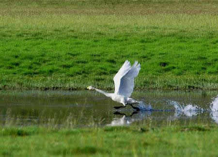 伊犁河鳥類