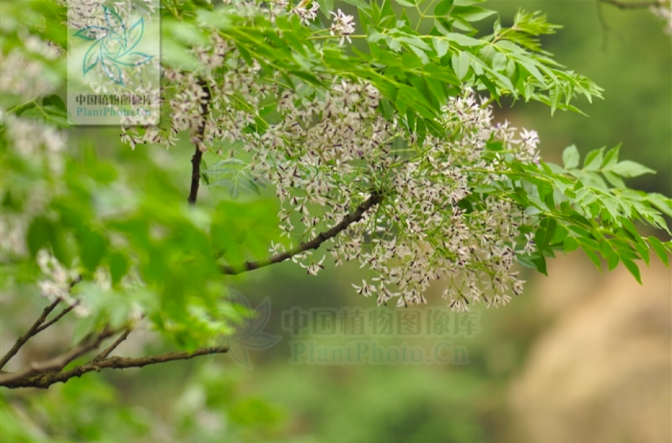 楝(苦楝（楝科楝屬植物）)