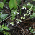 阿里山鼠尾草