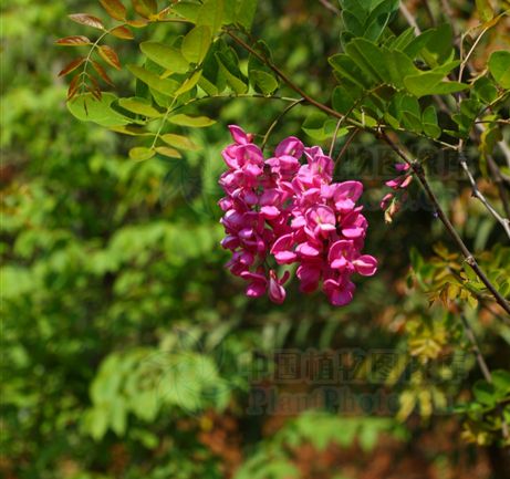 金貝香花槐