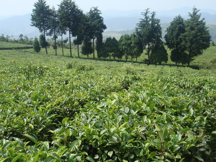 阿波里茶園