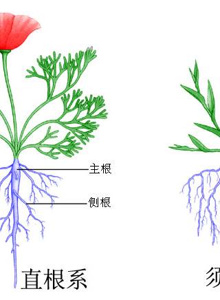 張達明(中國香港喜劇演員)