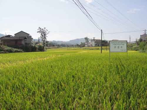 林地村(重慶市萬盛區關壩鎮林地村)