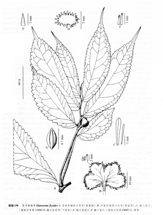 梨序樓梯草