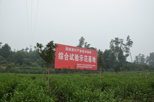 了翁茶業的綠色茶葉基地