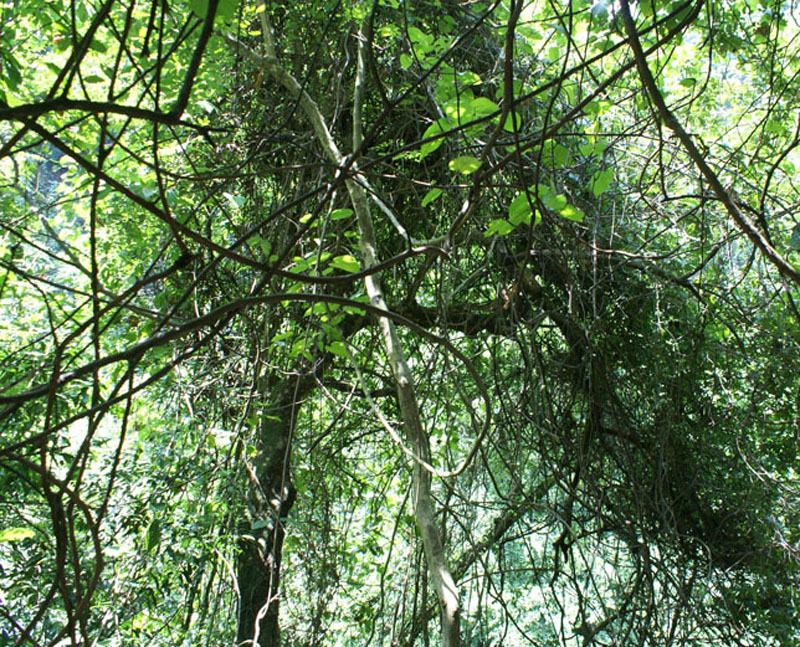 層間植物