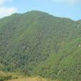 羊坡村(雲南省普洱市景東縣文井鎮下轄村)